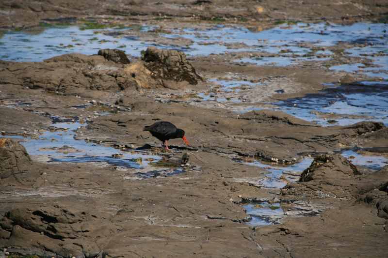 Nieuw-Zeeland 2011 - 1826